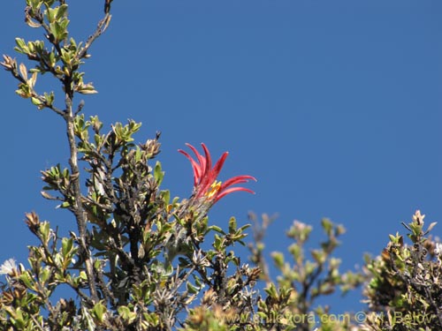 Imágen de Mutisia hamata (Chinchircoma/Flora de la estrella/Flor de la granada/Clavel del Campo). Haga un clic para aumentar parte de imágen.