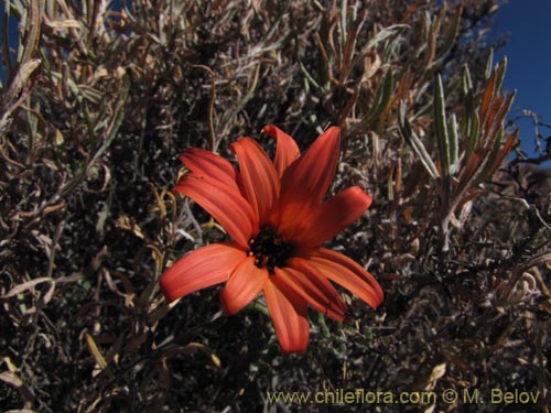 Imágen de Mutisia hamata (Chinchircoma/Flora de la estrella/Flor de la granada/Clavel del Campo). Haga un clic para aumentar parte de imágen.