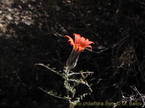 Imágen de Mutisia hamata (Chinchircoma/Flora de la estrella/Flor de la granada/Clavel del Campo). Haga un clic para aumentar parte de imágen.