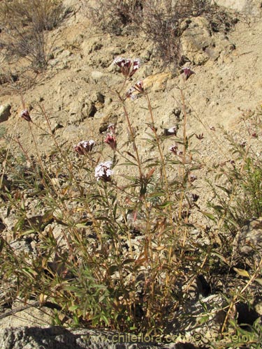 Bild von Stevia chamaedrys (). Klicken Sie, um den Ausschnitt zu vergrössern.