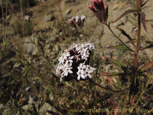 Bild von Stevia chamaedrys (). Klicken Sie, um den Ausschnitt zu vergrössern.