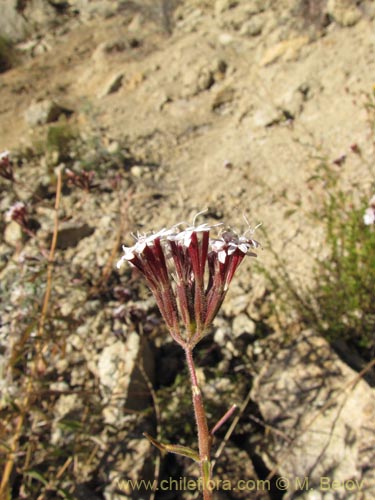 Stevia chamaedrys의 사진