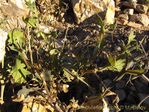 Bild von Solanum pulchellum (). Klicken Sie, um den Ausschnitt zu vergrössern.