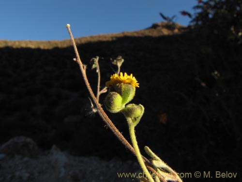 Image of Asteraceae sp. #1984 (). Click to enlarge parts of image.