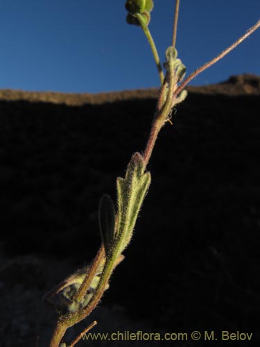 Image of Asteraceae sp. #1984 (). Click to enlarge parts of image.