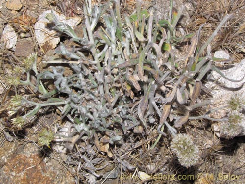 Imágen de Asteraceae sp. #1986 (). Haga un clic para aumentar parte de imágen.