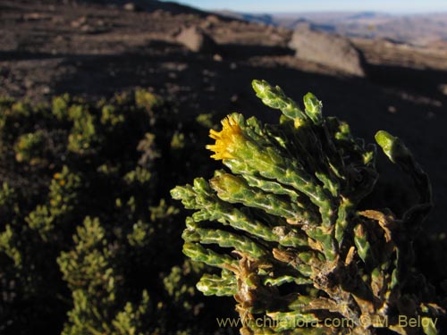 Imágen de Asteraceae sp. #2083 (). Haga un clic para aumentar parte de imágen.