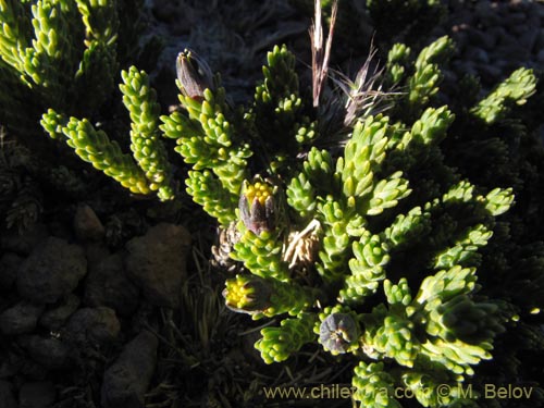 Imágen de Asteraceae sp. #2083 (). Haga un clic para aumentar parte de imágen.