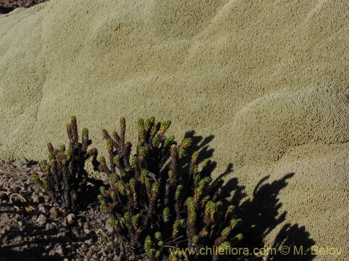 Imágen de Asteraceae sp. #2083 (). Haga un clic para aumentar parte de imágen.