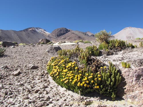 Imágen de Asteraceae sp. #2083 (). Haga un clic para aumentar parte de imágen.