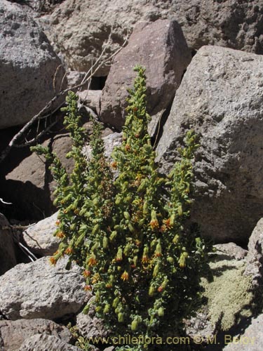 Imágen de Senecio nutans (). Haga un clic para aumentar parte de imágen.