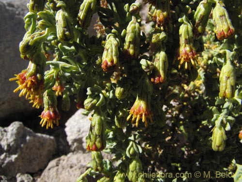 Imágen de Senecio nutans (). Haga un clic para aumentar parte de imágen.