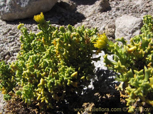 Imágen de Senecio sp. #2111 (). Haga un clic para aumentar parte de imágen.