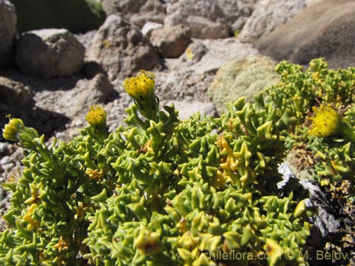 Imágen de Senecio sp. #2111 (). Haga un clic para aumentar parte de imágen.