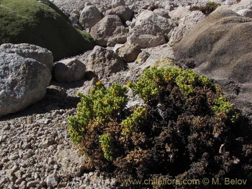 Imágen de Senecio sp. #2111 (). Haga un clic para aumentar parte de imágen.