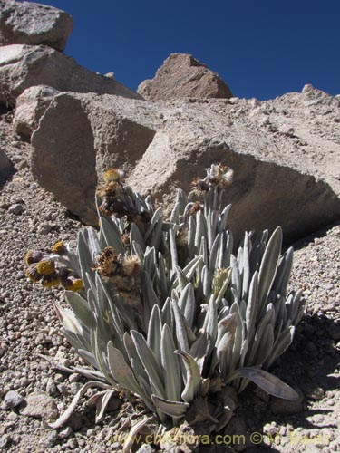 Imágen de Senecio zoellneri (). Haga un clic para aumentar parte de imágen.