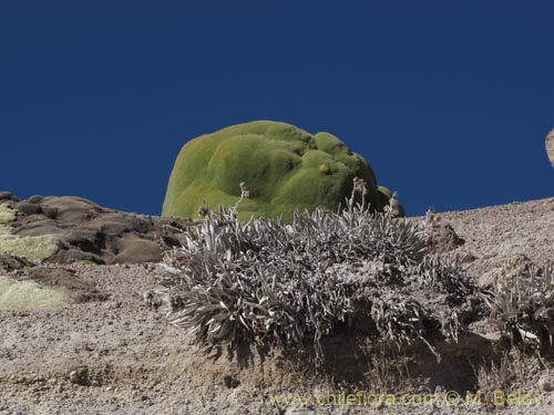 Imágen de Senecio zoellneri (). Haga un clic para aumentar parte de imágen.