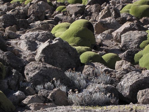 Imágen de Senecio zoellneri (). Haga un clic para aumentar parte de imágen.