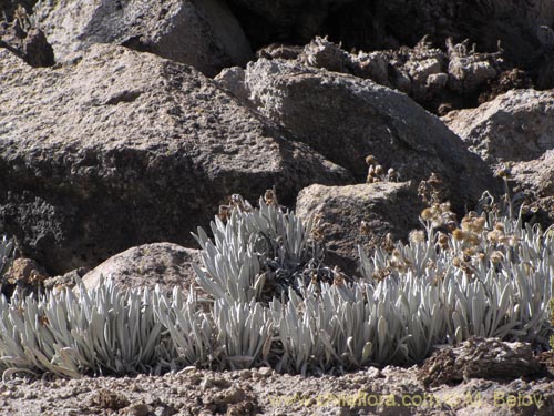 Imágen de Senecio zoellneri (). Haga un clic para aumentar parte de imágen.