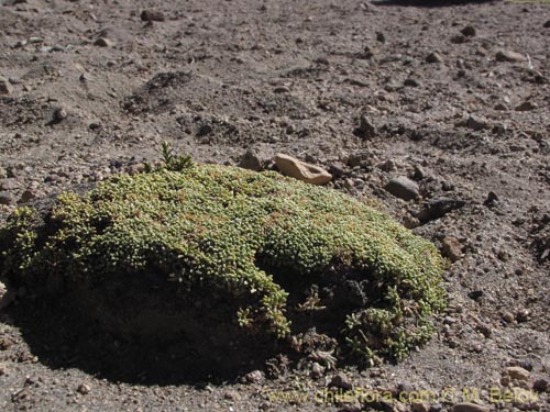 Imágen de Werneria aretioides (). Haga un clic para aumentar parte de imágen.