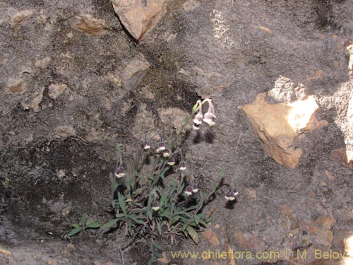 Imágen de Asteraceae sp. #2039 (). Haga un clic para aumentar parte de imágen.