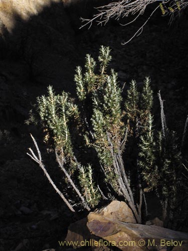 Imágen de Asteraceae sp. #2094 (). Haga un clic para aumentar parte de imágen.