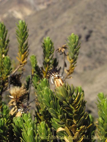 Imágen de Plazia daphnoides (). Haga un clic para aumentar parte de imágen.