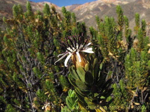 Imágen de Plazia daphnoides (). Haga un clic para aumentar parte de imágen.