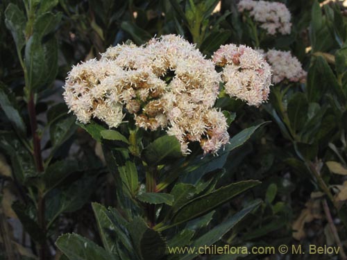 Baccharis alnifolia的照片