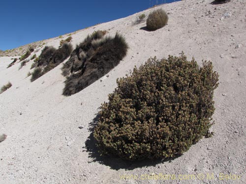 Imágen de Senecio sp. #2048 (). Haga un clic para aumentar parte de imágen.