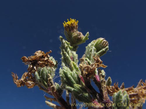 Imágen de Senecio sp. #2048 (). Haga un clic para aumentar parte de imágen.