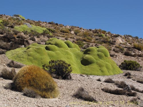 Image of Cumulopuntia boliviana subsp. ignescens (). Click to enlarge parts of image.