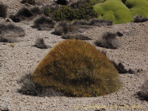 Image of Cumulopuntia boliviana subsp. ignescens (). Click to enlarge parts of image.