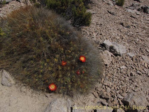 Image of Cumulopuntia boliviana subsp. ignescens (). Click to enlarge parts of image.