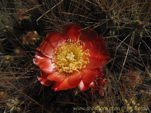 Image of Cumulopuntia boliviana subsp. ignescens (). Click to enlarge parts of image.