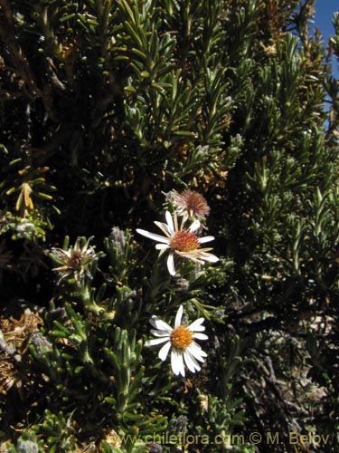 Imágen de Asteraceae sp. #2094 (). Haga un clic para aumentar parte de imágen.