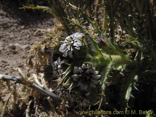 Leucheria daucifolia의 사진