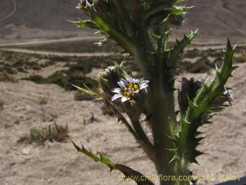 Imágen de Leucheria daucifolia (). Haga un clic para aumentar parte de imágen.