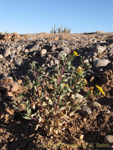 Imágen de Haplopappus sp. #2032 (). Haga un clic para aumentar parte de imágen.