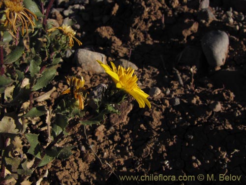 Imágen de Haplopappus sp. #2032 (). Haga un clic para aumentar parte de imágen.