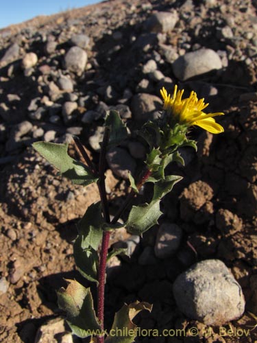 Imágen de Haplopappus sp. #2032 (). Haga un clic para aumentar parte de imágen.