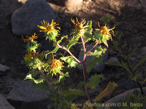 Imágen de Haplopappus sp. #2032 (). Haga un clic para aumentar parte de imágen.