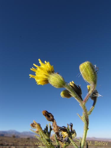 Imágen de Senecio sp. #2063 (). Haga un clic para aumentar parte de imágen.