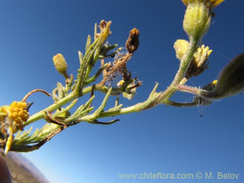 Imágen de Senecio sp. #2063 (). Haga un clic para aumentar parte de imágen.