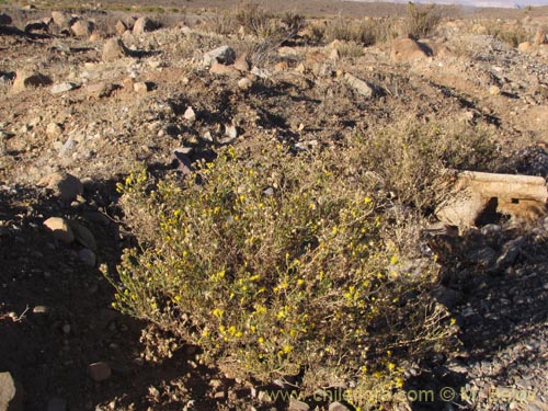 Imágen de Senecio sp. #2063 (). Haga un clic para aumentar parte de imágen.