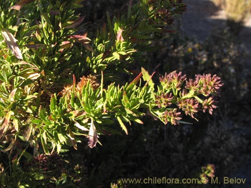 Imágen de Asteraceae sp. #2092 (). Haga un clic para aumentar parte de imágen.