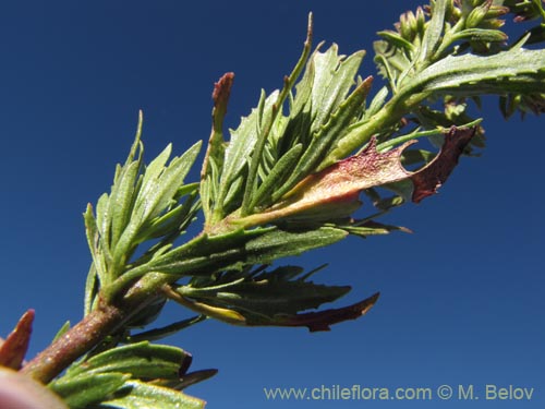 Imágen de Asteraceae sp. #2092 (). Haga un clic para aumentar parte de imágen.