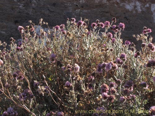 Imágen de Polyachyrus spaerocephalus (Sokasoka). Haga un clic para aumentar parte de imágen.