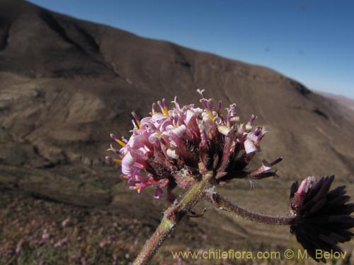 Imágen de Polyachyrus spaerocephalus (Sokasoka). Haga un clic para aumentar parte de imágen.