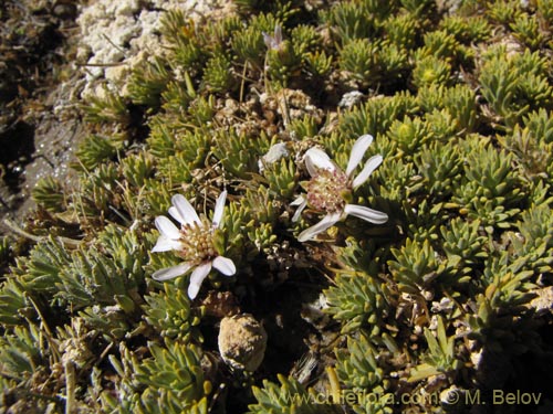 Imágen de Asteraceae sp. #2065 (). Haga un clic para aumentar parte de imágen.